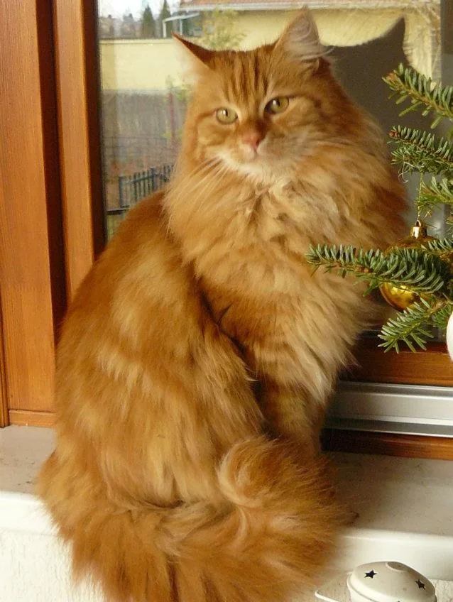 Angora