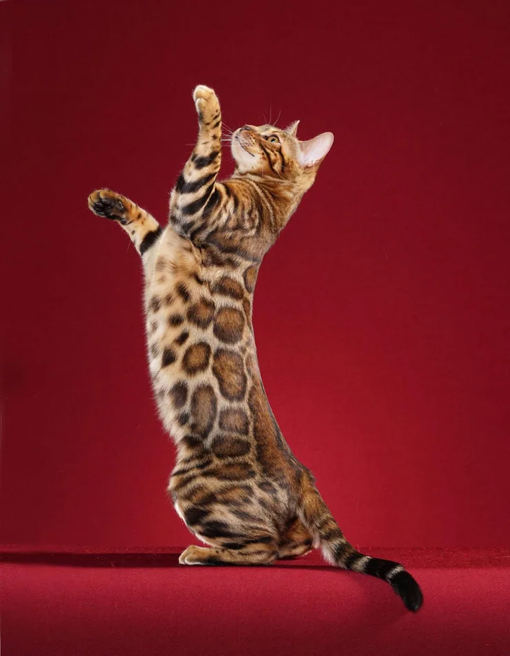 Bengal