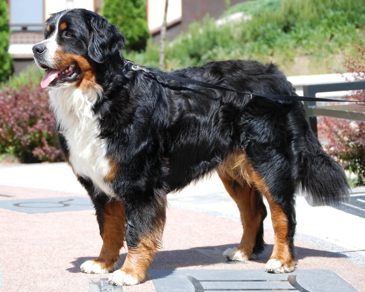 Bernese (Boiadeiro de Berna)