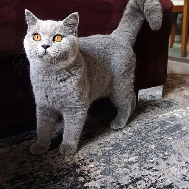 British Shorthair