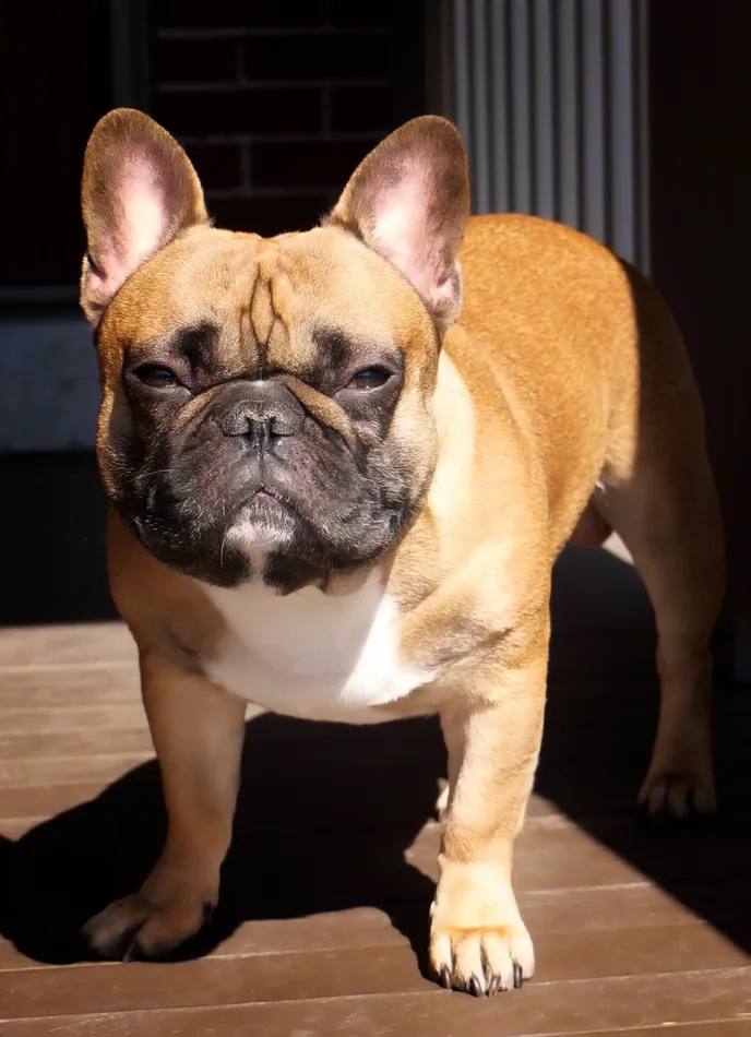 Buldogue Frances