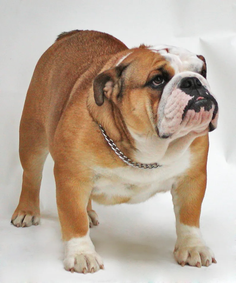 Buldogue Ingles ou Pastor Australiano: qual escolher?