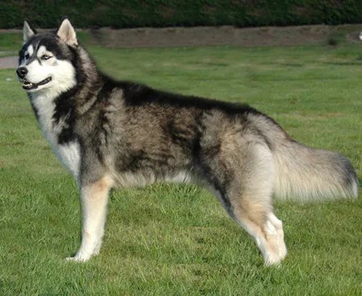 Husky Siberiano