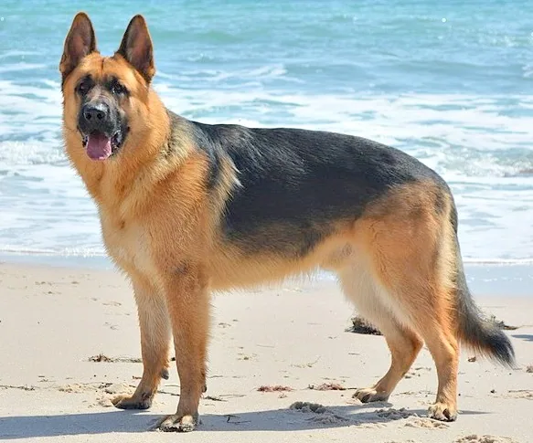 Pastor Alemao ou Labrador Retriever: qual escolher?
