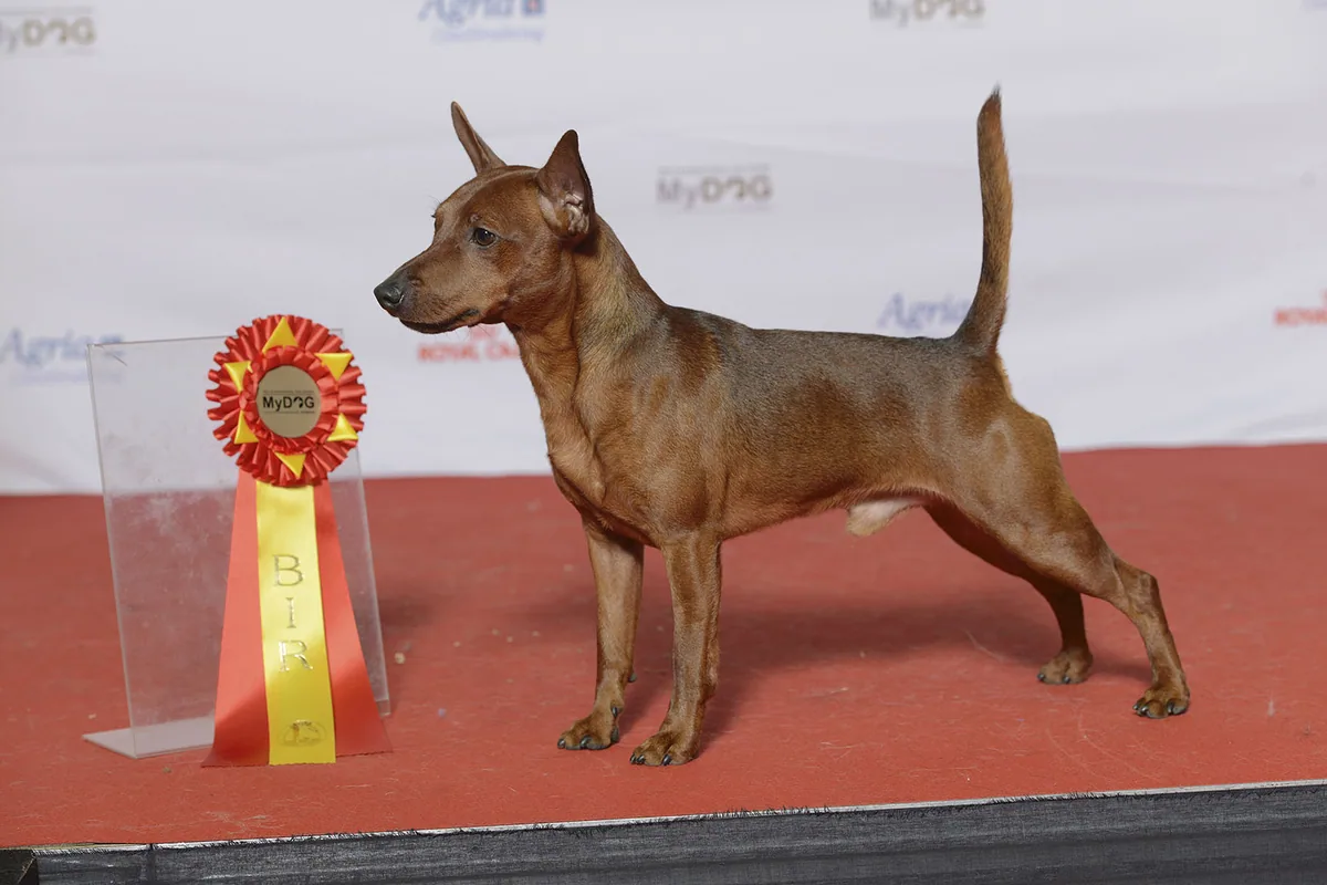 Pinscher
