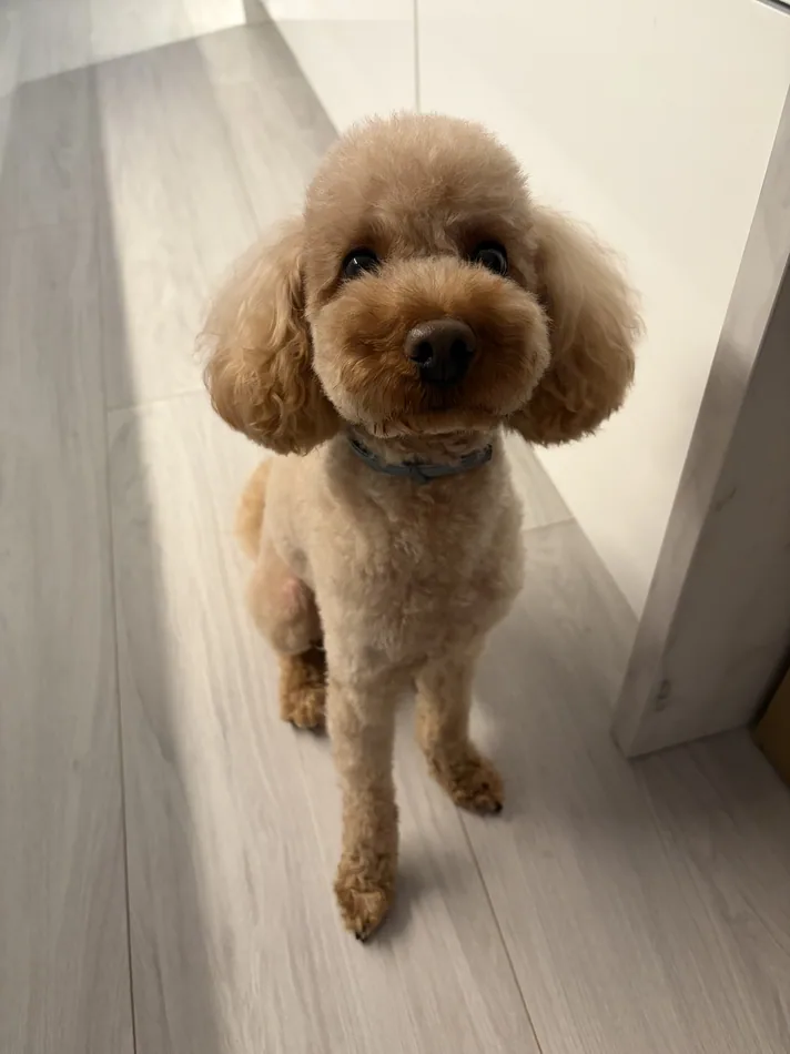 Poodle