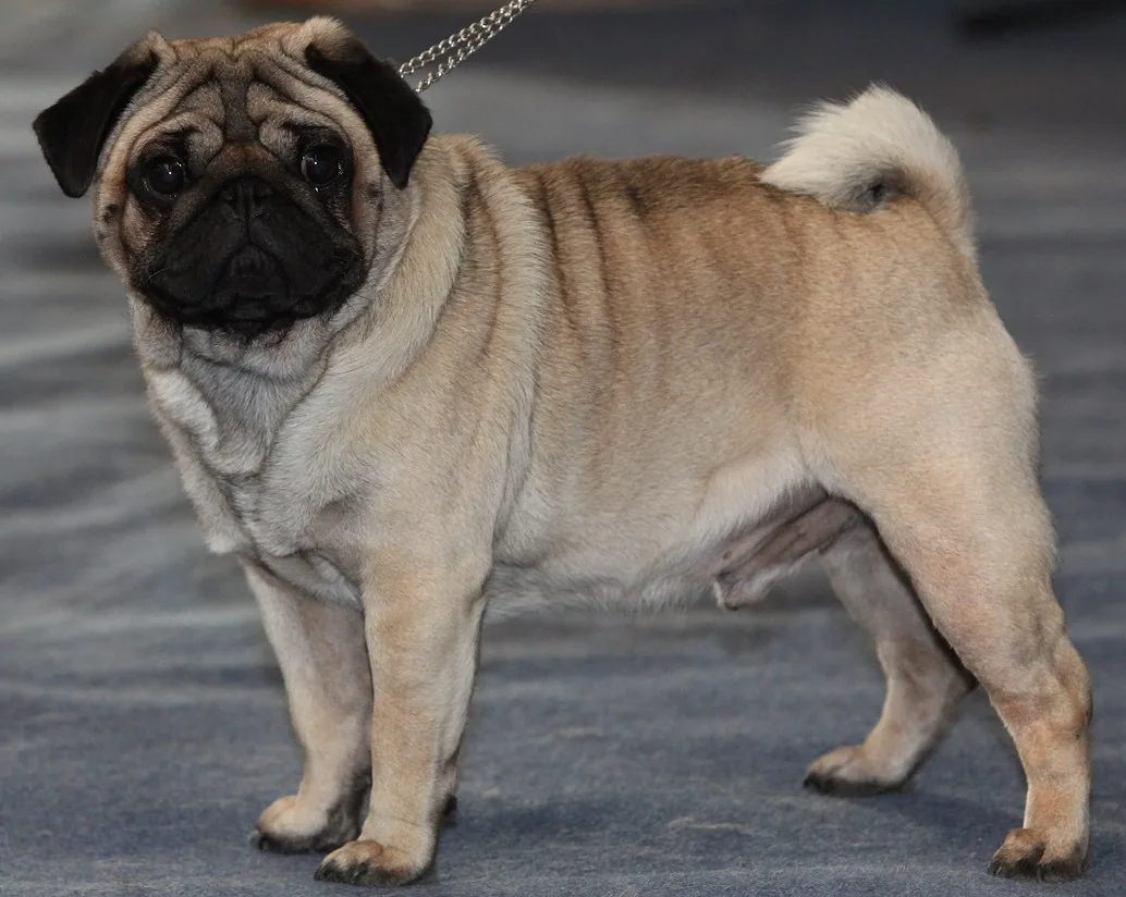 Pug