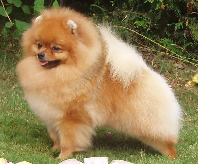 Spitz Alemao (Lulu da Pomerania)